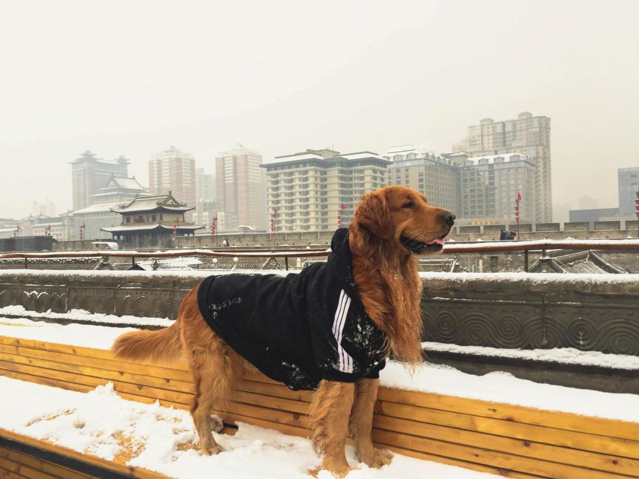 Jano'S Backpackers Xi'An Vandrehjem Xi'an  Eksteriør billede